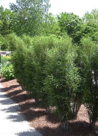 Picture of a buckthorn fine line plant Picture of a buckthorn fine line plant