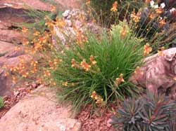 Picture of a stalked bulbine plant