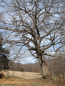 Picture of Bur Oak Tree