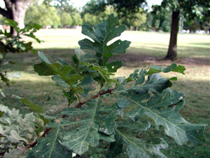 Picture of Bur Oak leaves.