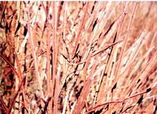 Pictures of a Burning Bush branches