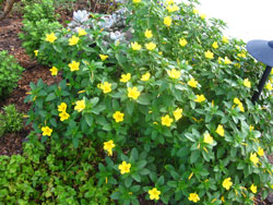 Picture of a Brazilian Buttercup bloom.