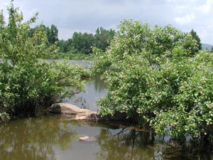 Picture of Buttonbush