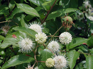Picture of Buttonbush flowers