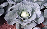 Purple leafed cabbage.