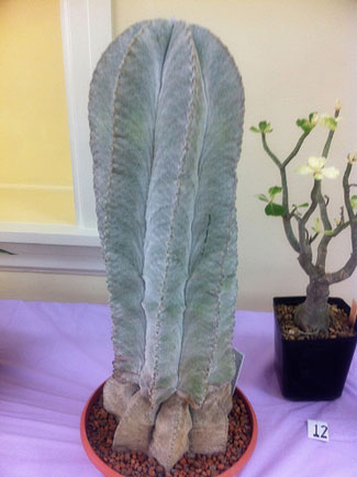 Picture of a Bishop's Hat Cactus