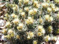 Picture of cactus plant.