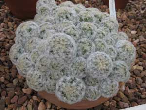 Picture of a feather cactus