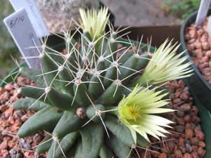Picture of finger cactus