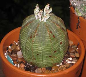 Picture of a sea urchin cactus