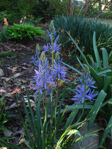 Picture of Camass flowers.