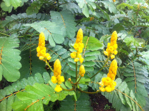 Picture of a Candlestick Plant