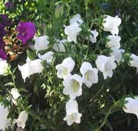 Picture of Canterbury Bells (Campanula medium) with white flowers and purple flowers.