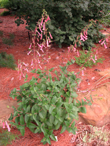 Picture of a  Cape Fuchsia plant.