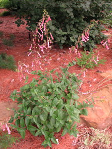 Picture of a Cape Fuchsia plant.