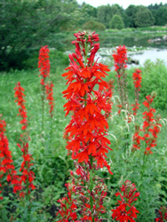 Picture of cardinal flowers.