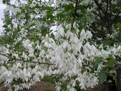 Picture of a white Carolina Silverbell.