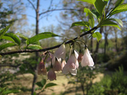 Picture of a pink Carolina Silverbell.