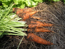 Picture of carrots