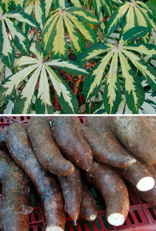 Pictures of cassava plant and roots.