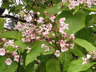 Picture of Catalpa, Southern Catalpa.