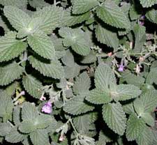 Picture closeup of catmint.