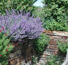 Picture closeup of catmint.