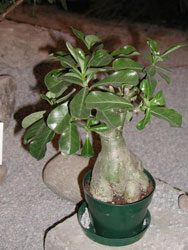 Picture of a desert rose plant