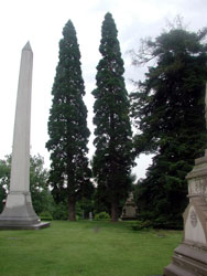 Pictures of a California Incense Cedar trees.