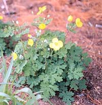 Picture of Celandine Poppy (Stylophorum diphyllum) plant with yellow flowers.