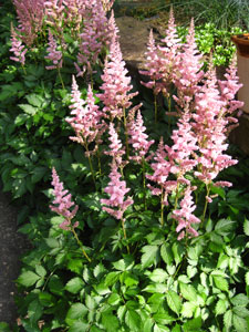Picture of Chinese Astilbe flowers.