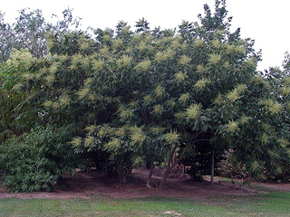 Picture of a Chinese Sumac