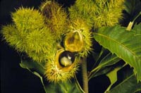 Picture closeup of Ozark Chinquapin fruit burrs.