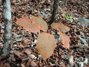 Picture of Chittamwood seedling with fall colored leaves