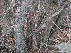 Picture of Chittamwood bark