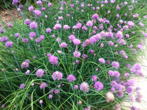 Picture of flowering chives.