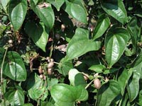 Picture of a cinnamon vine showing aerial tubers.