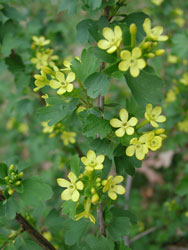 Picture of Clove Currant flowers