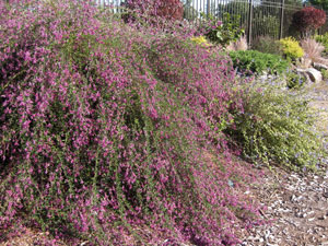 Picture of a Japanese Bush Clover 