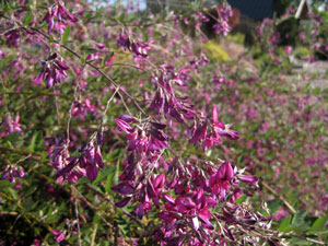 Picture of Japanese Bush Clover flowers
