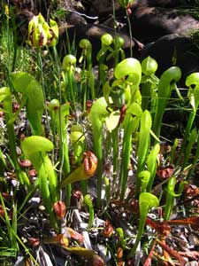 Picture of a Cobra Lily