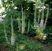 Picture of Black Cohosh flower spikes, each with tiny white flowers.