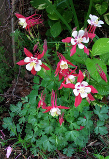 Picture of a columbine plant.