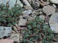 Jones Columbine plant growing in rocky terrain Jones Columbine plant growing in rocky terrain