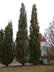 Picture of English oak trees.