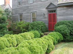 Picture of English Boxwoods