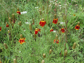 Picture of a Mexican Hat flowers.