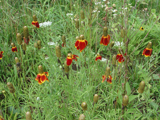 Picture of a Mexican Hat flowers. Picture of a Mexican Hat flowers.