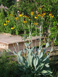 Picture of great coneflowers