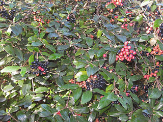 Picture of Conony Virburnum bush